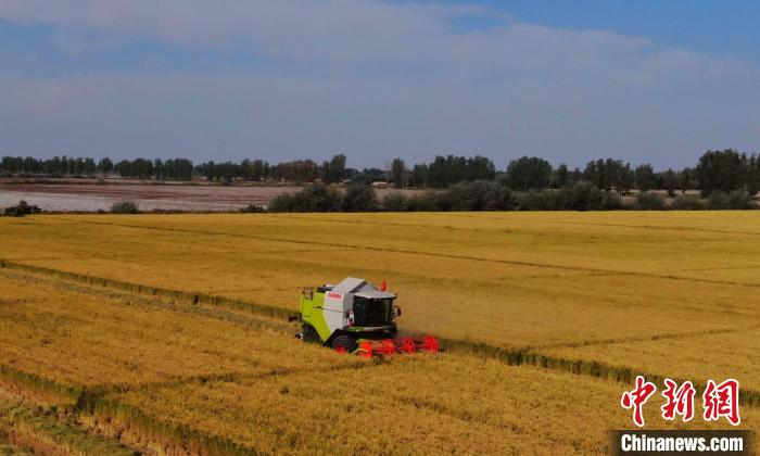 稻田中,沉甸甸的稻穗压弯了腰,籽粒丰盈饱满,放眼望去,满目金黄。 王诚 摄 稻田中,沉甸甸的稻穗压弯了腰,籽粒丰盈饱满,放眼望去,满目金黄。 王诚 摄