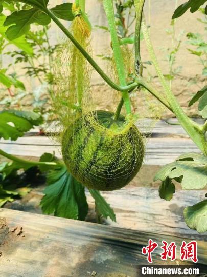 图为合作社里的果蔬。 才仁措 摄 图为合作社里的果蔬。 才仁措 摄