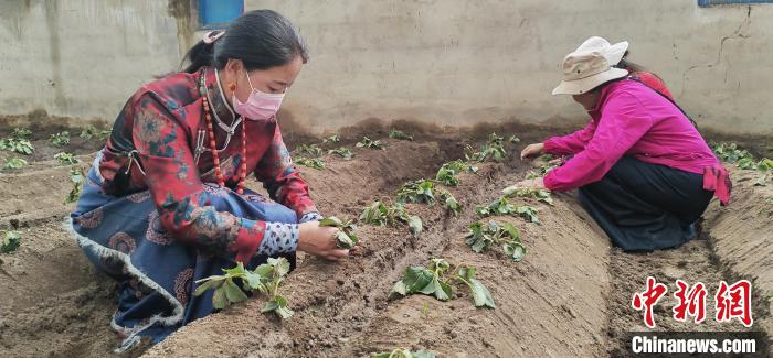 图为工作人员在合作社里劳作。 才仁措 摄 图为工作人员在合作社里劳作。 才仁措 摄